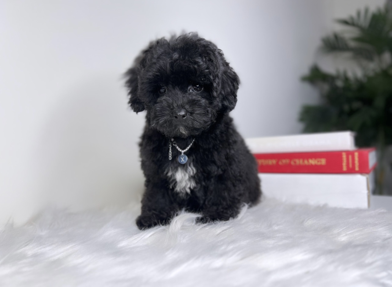 Toy Poodles | X-Designer Breeds