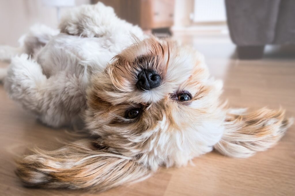 dog, lhasa apso, canine-2785077.jpg