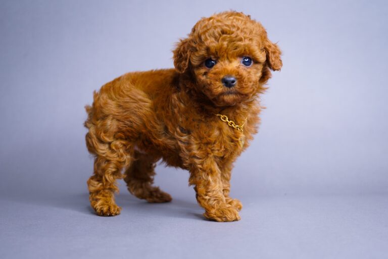 Poodle sales designer breeds