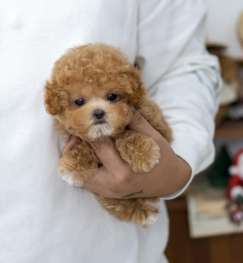 Korean 2025 toy poodle