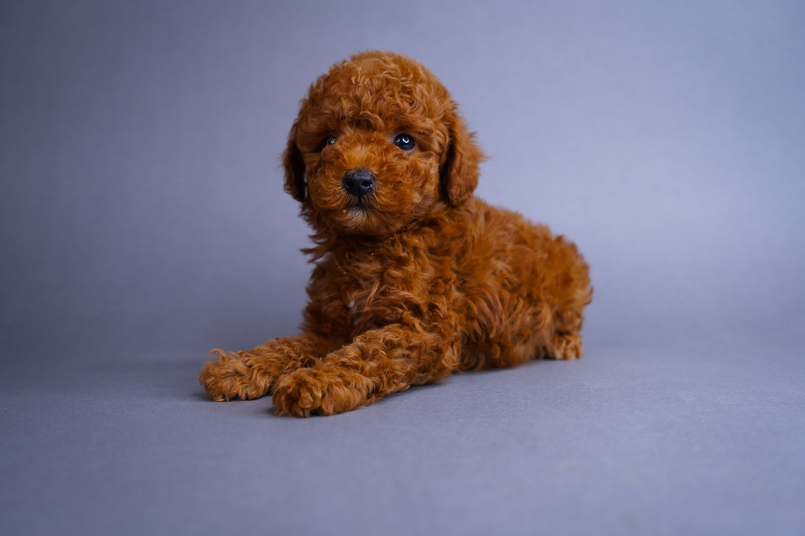 Toy Poodles | X-Designer Breeds