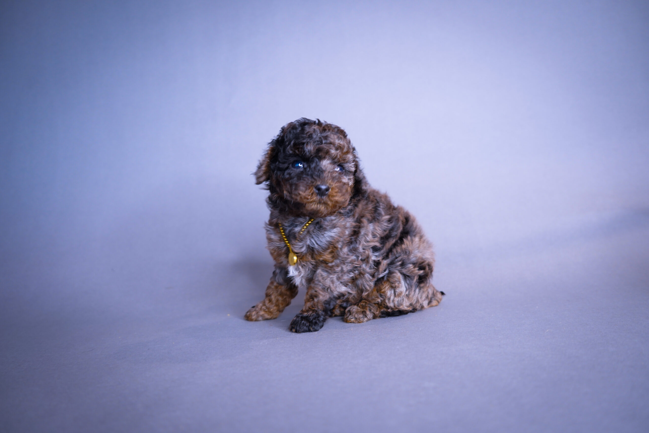 Pedigree toy poodle best sale