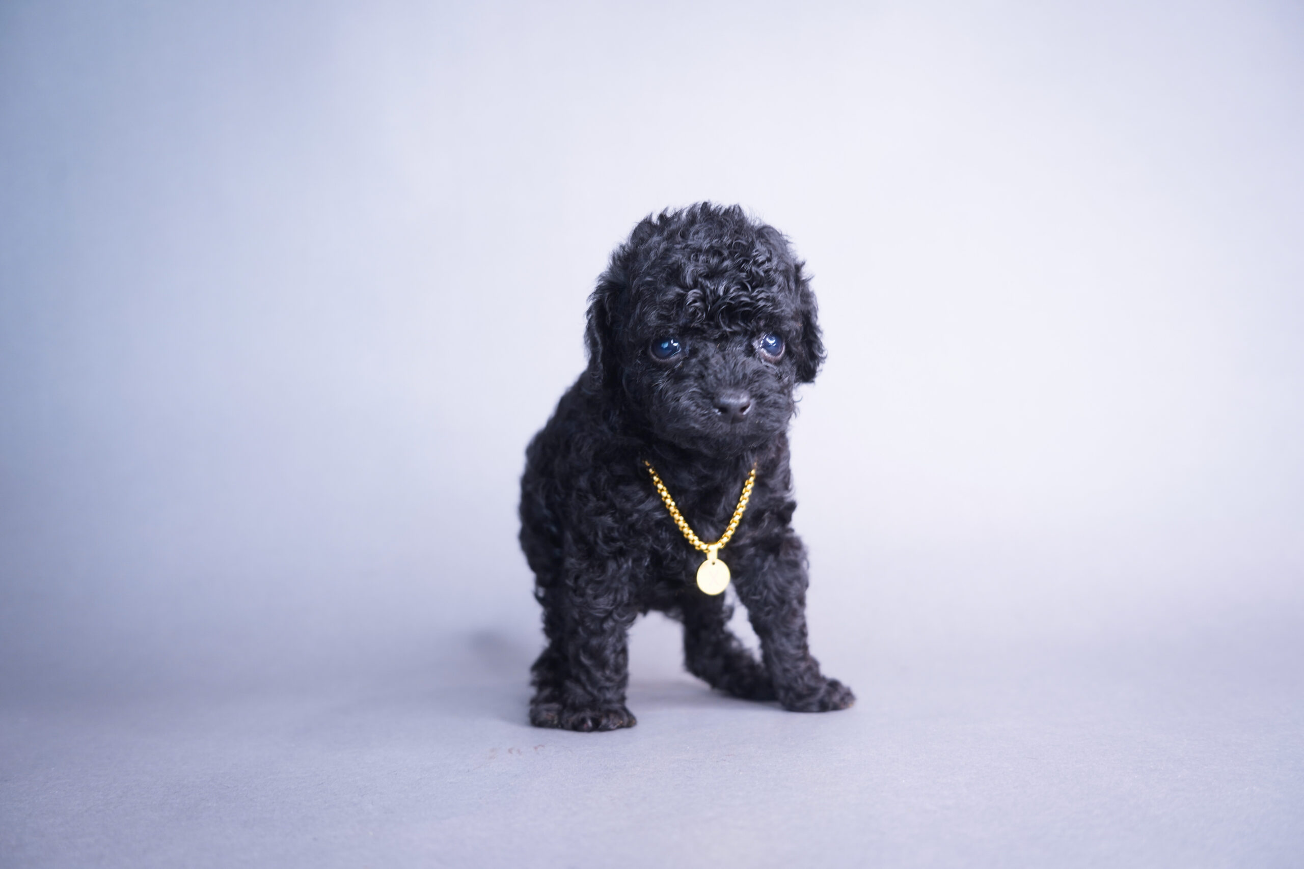 Toy Poodles | X-Designer Breeds