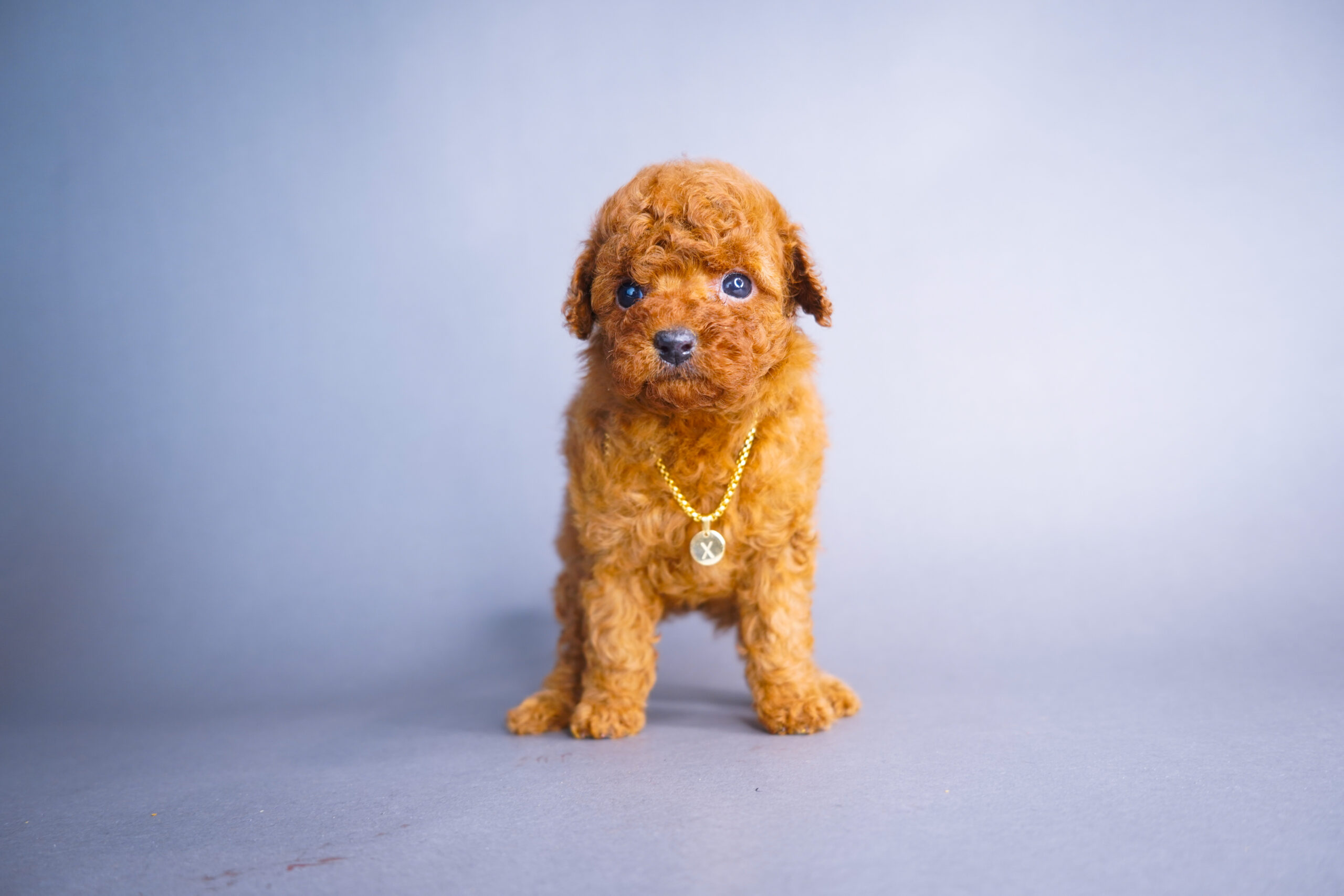 保障できる Poodles Toy | Breeds X-Designer 洋書