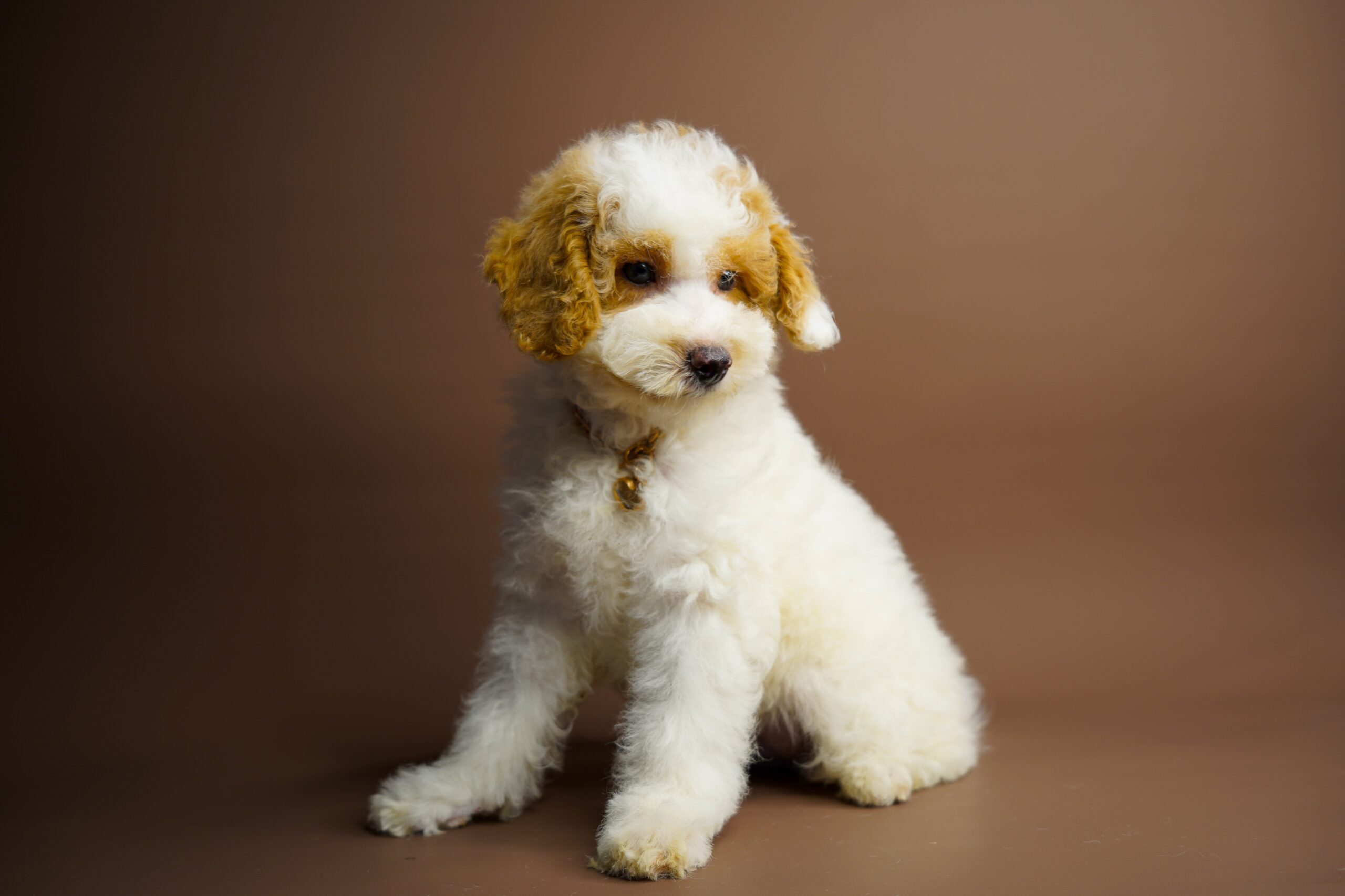 79EA7D56-E472-4A1D-A31E-8F991B2BD72E