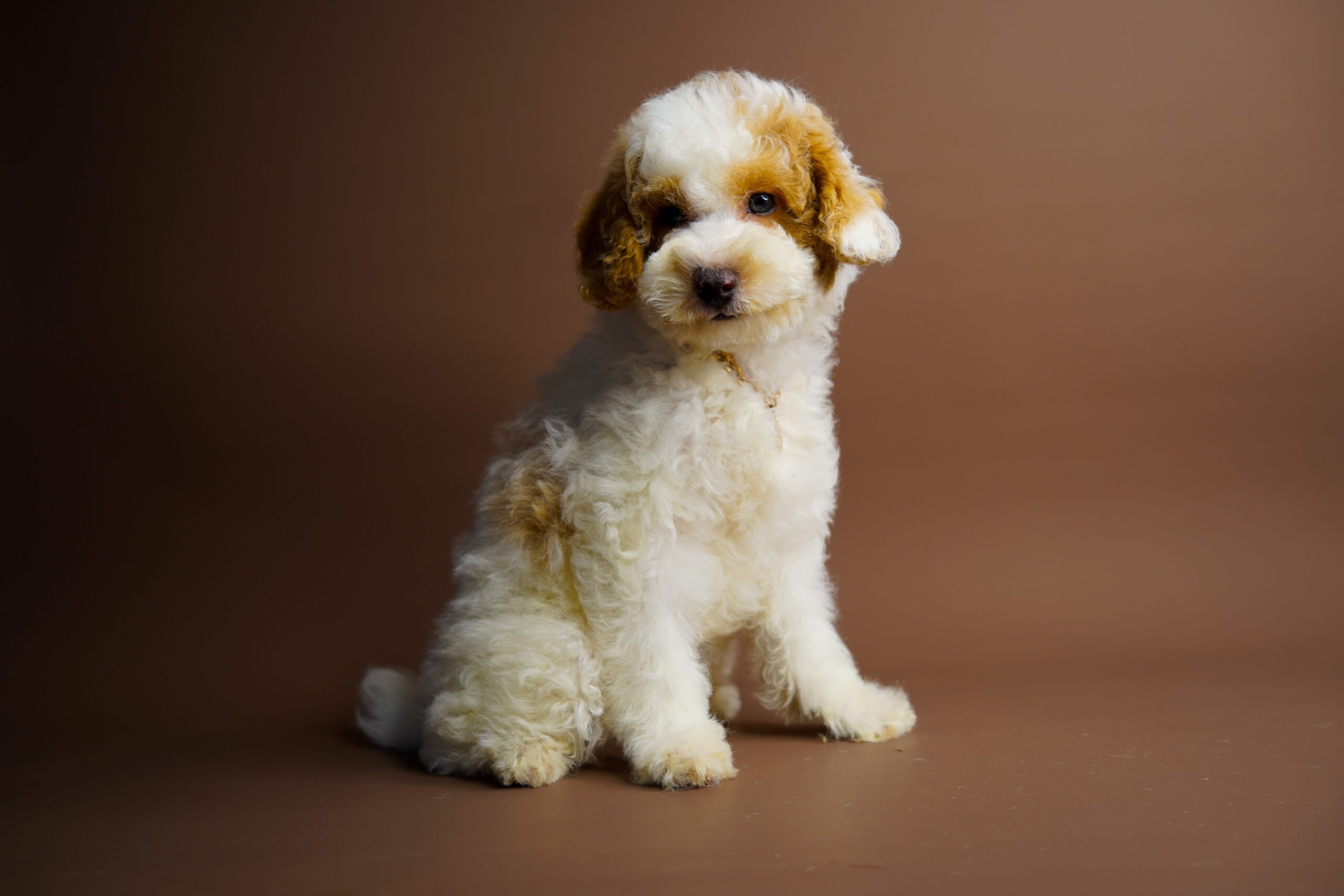 C410F4B1-B888-4A2B-BA81-CCE15A576A6D