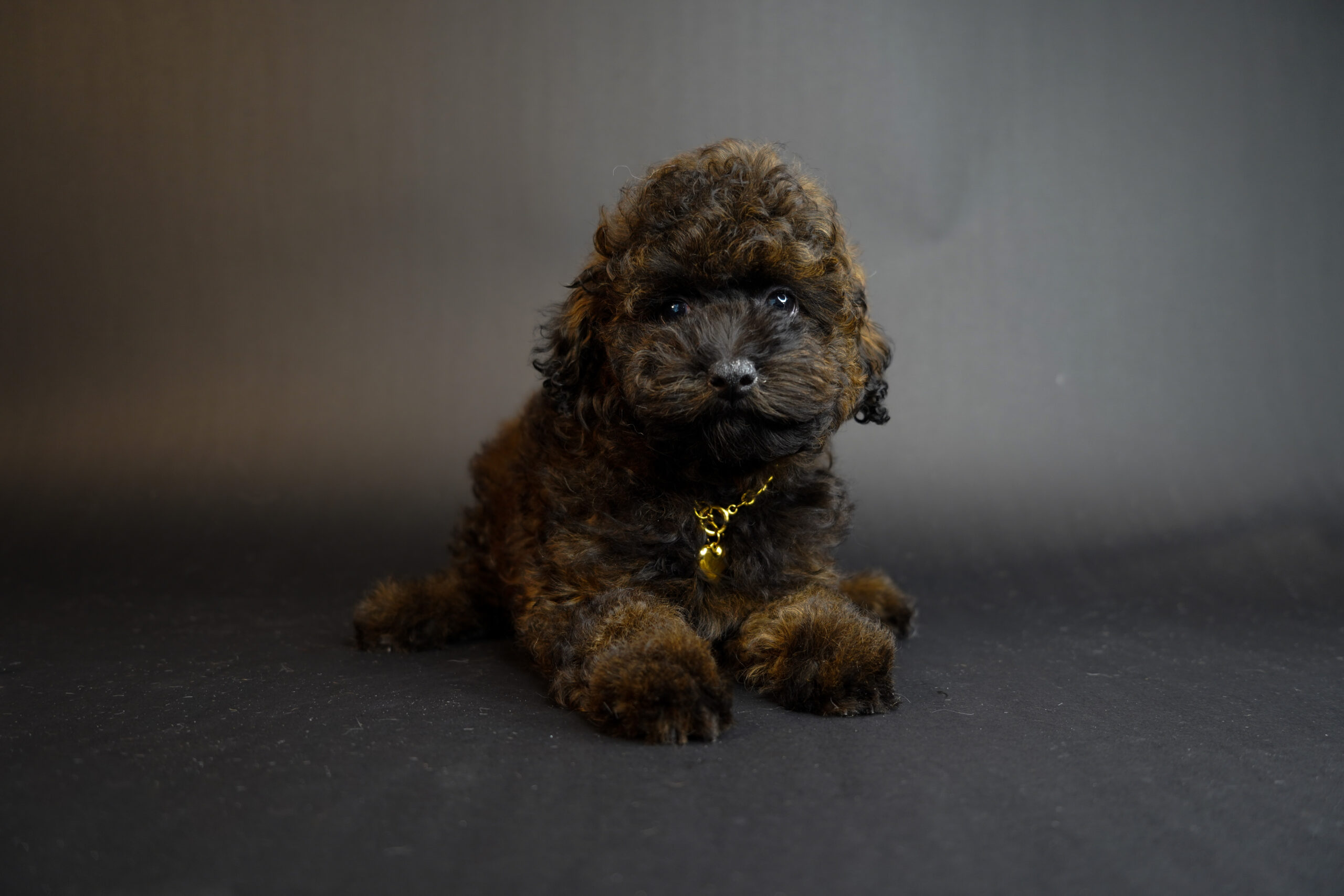 0B83DD15-121E-4BF8-81F4-817DA23374A8