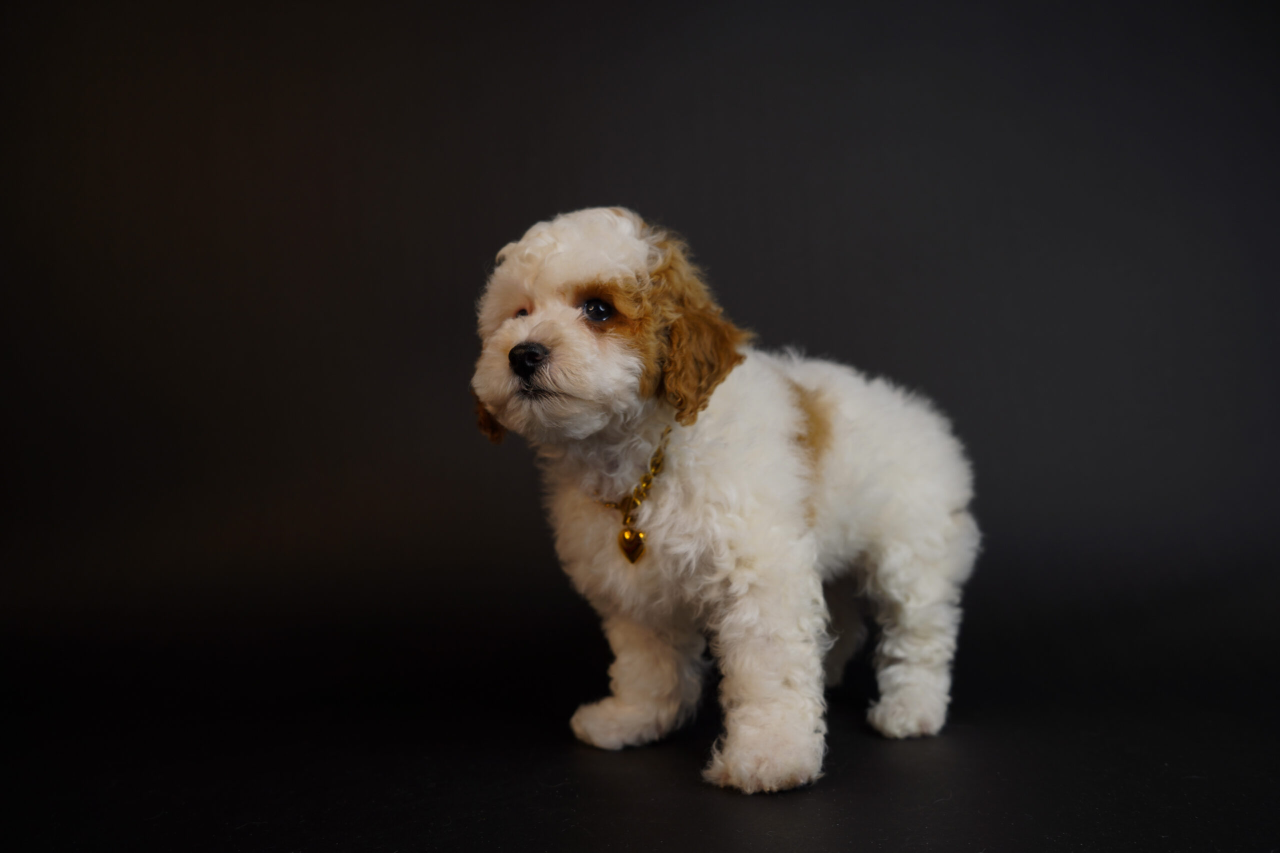 50D31E9F-4DA6-40BB-ACE3-377677B3AB96