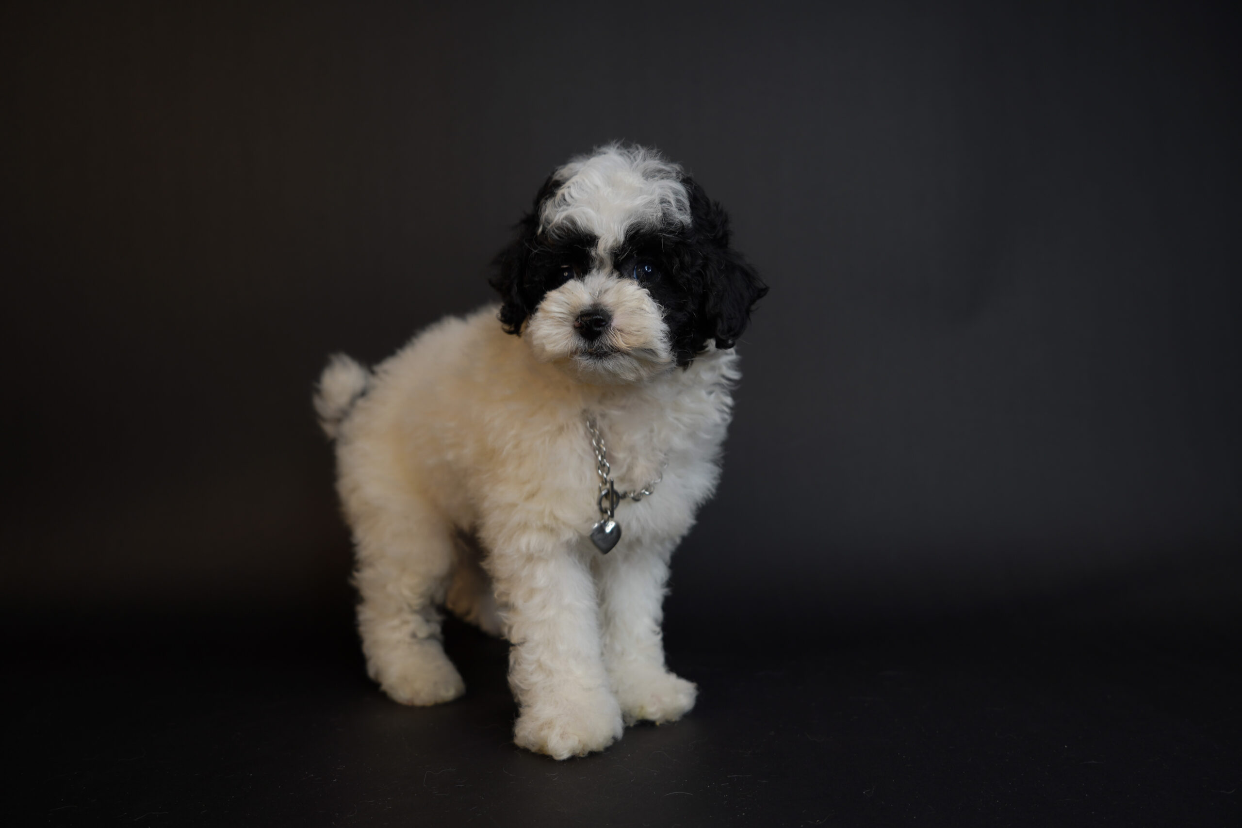 5C88C64A-B791-4D11-9845-CDFBC493878C