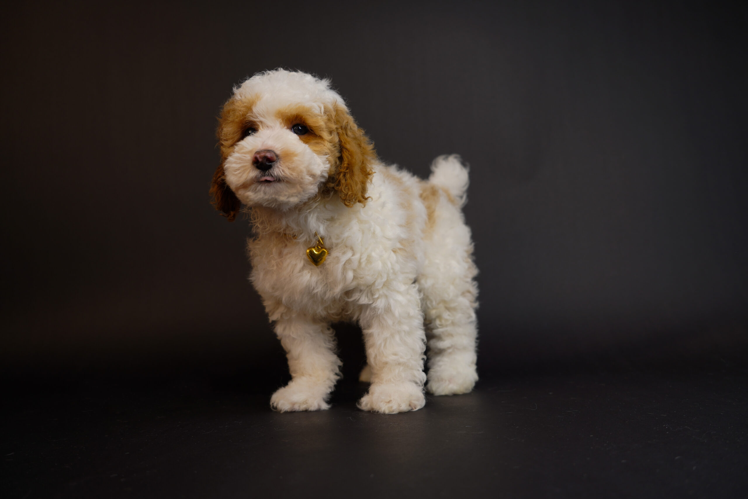 8CE97BA4-5A1C-4307-9BE3-FD592904BEB8