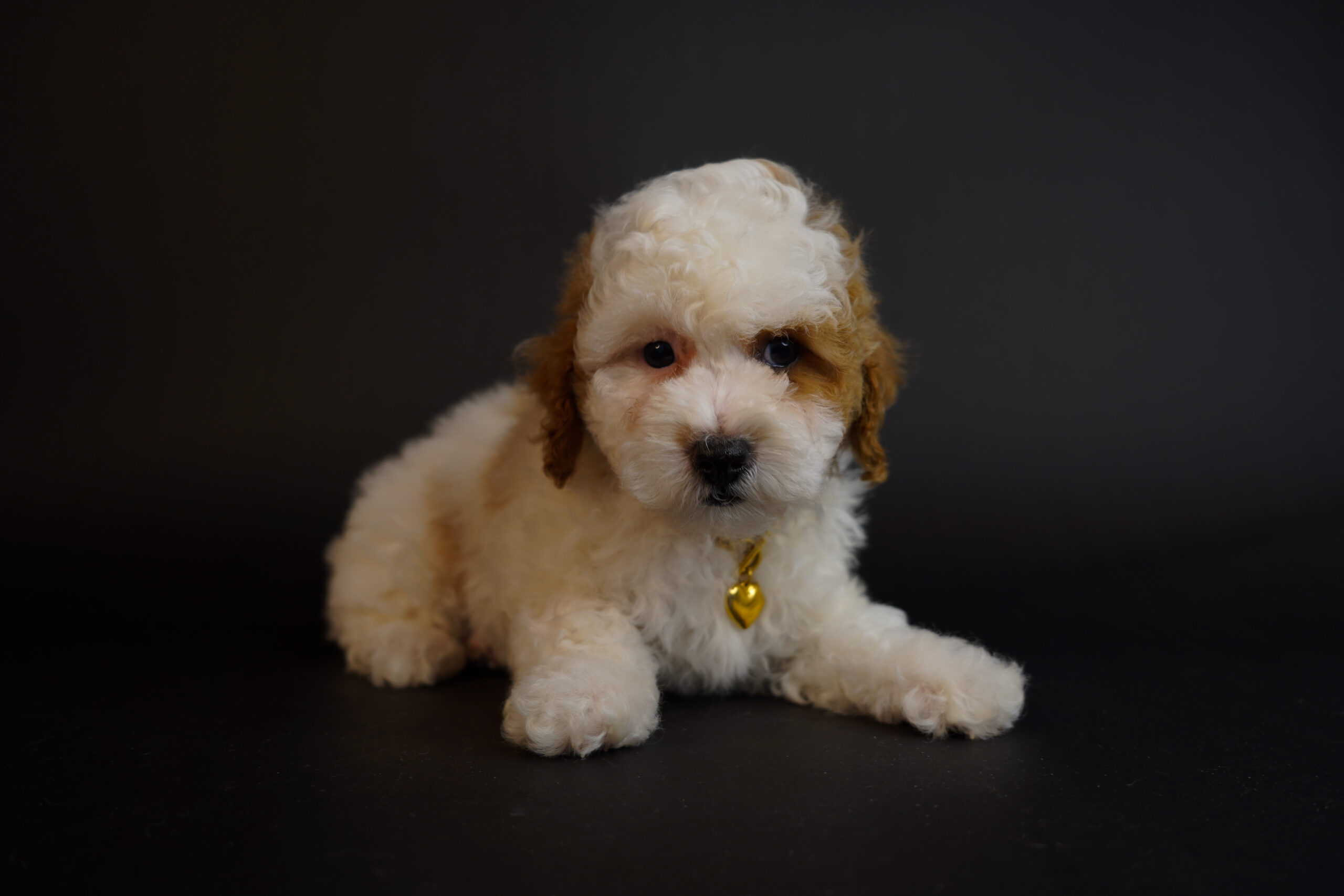 97B9BDC5-DA67-4B68-A300-EE3A86B029F1