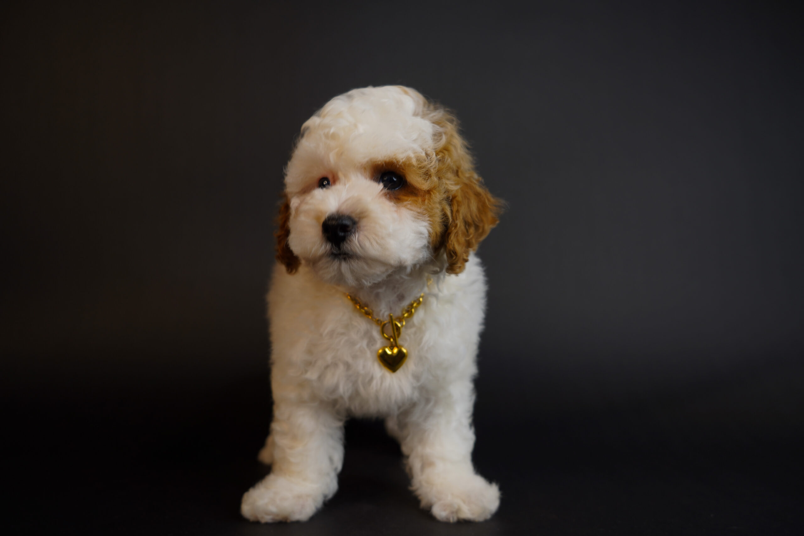 CBBB6D1C-923D-4642-8080-4A48701F6C07