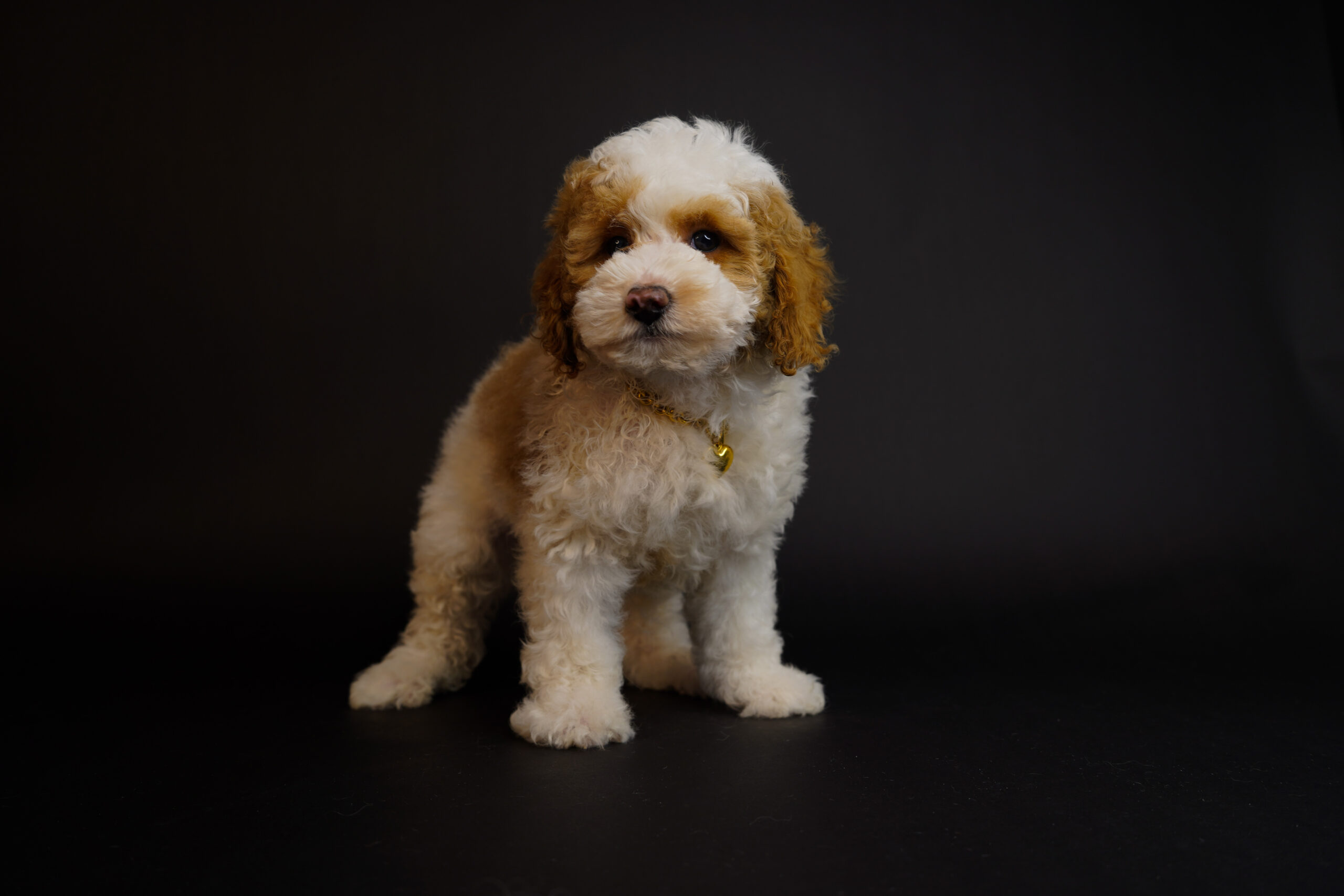 DC6F6B01-B326-491E-848B-816A188F97F4