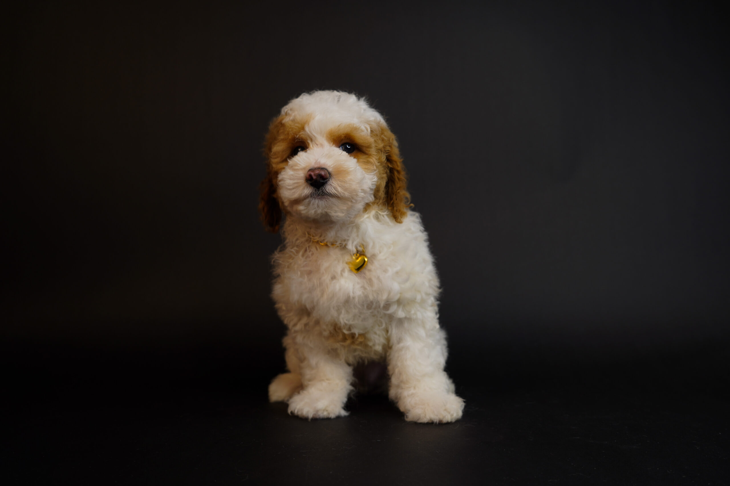 EFDC25E4-110E-4DBB-B99C-C5B2636A5105