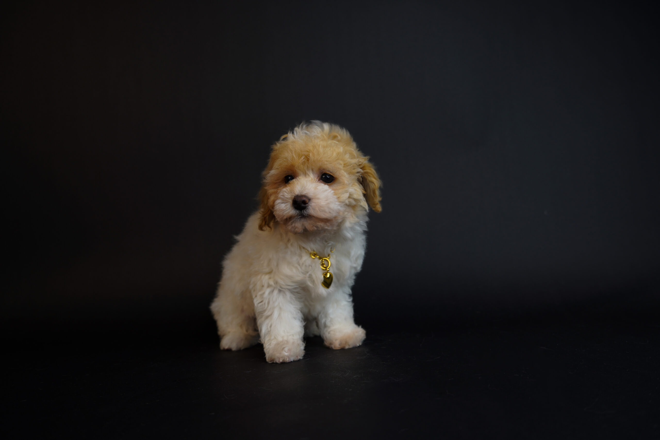 F0120C58-0CB2-46D1-928C-BC78DDBF686E