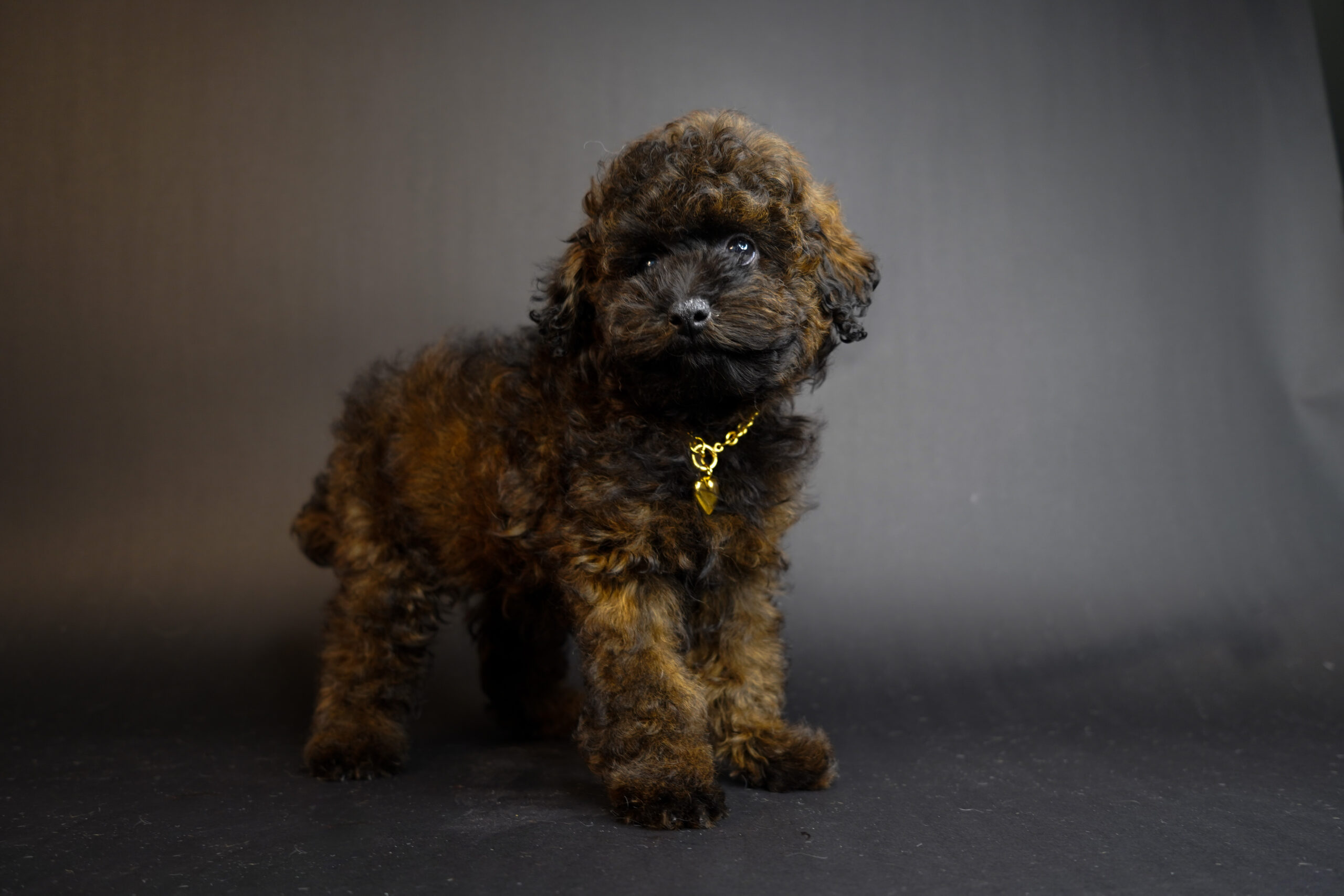 F893BAA6-DEB5-49B8-8CE6-8E96C5BE9DA7