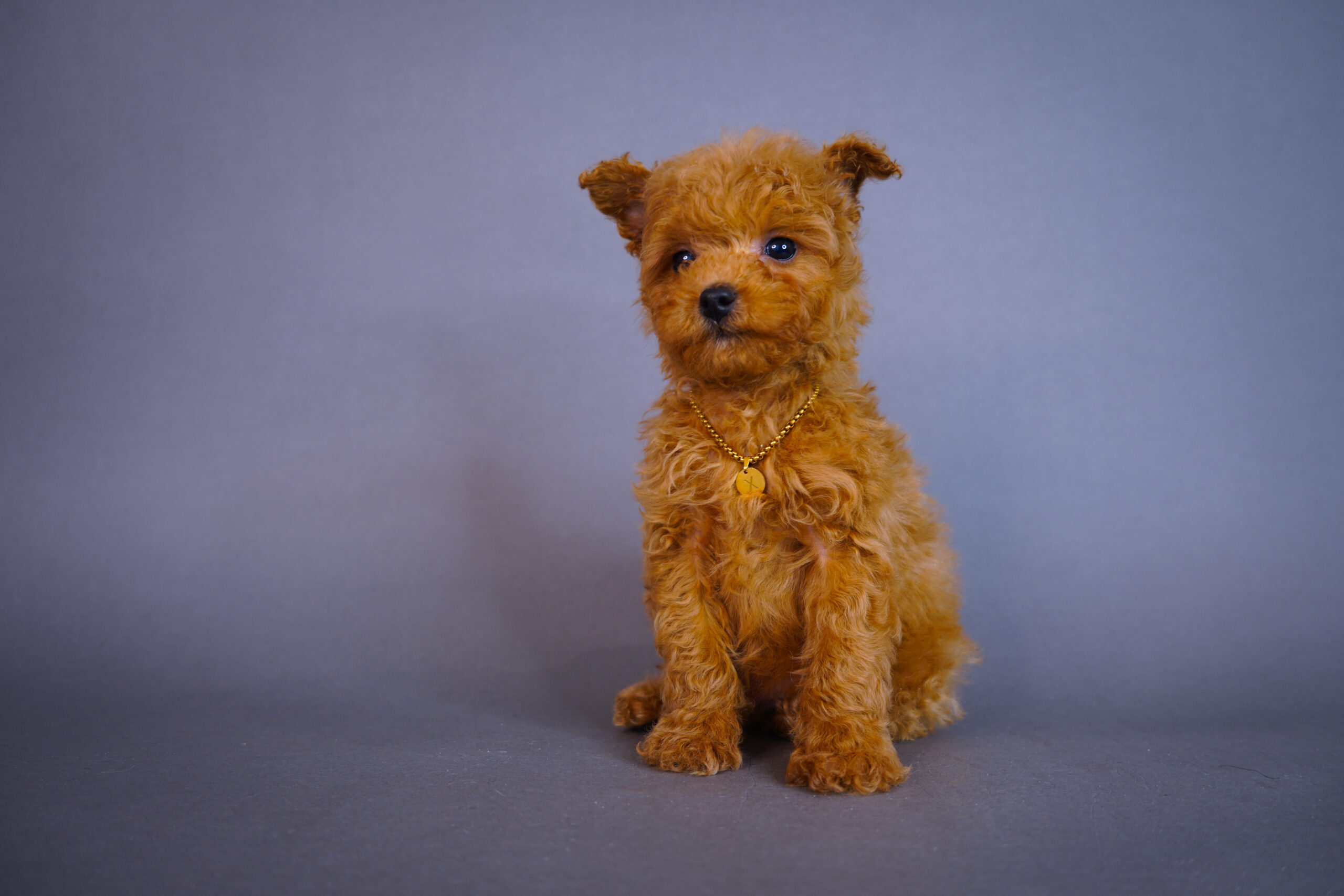 2442D260-AAE5-4F24-8B9B-BEA7C114CC04