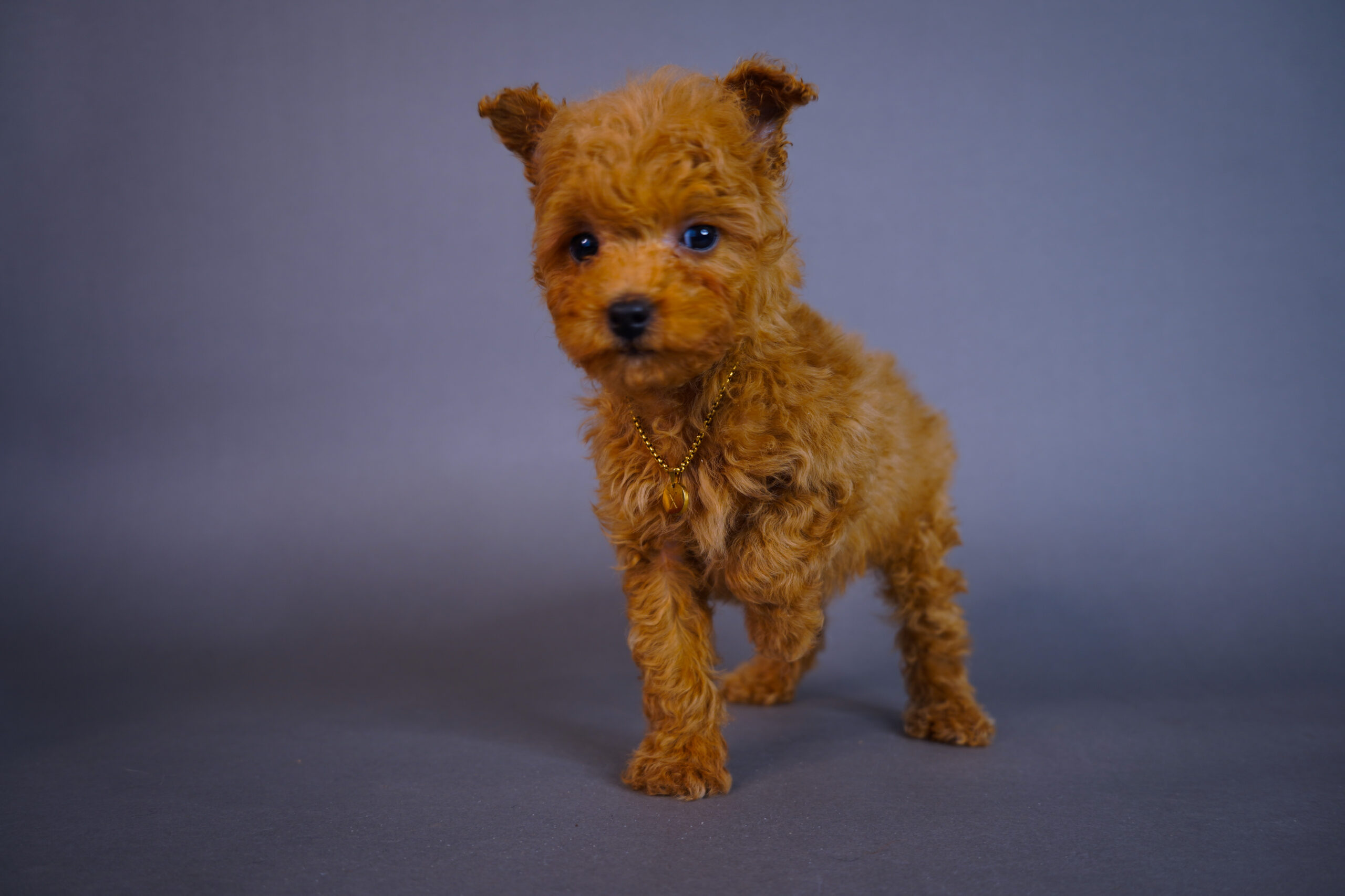 36F44343-4053-45BA-A9B4-D629890A60C7