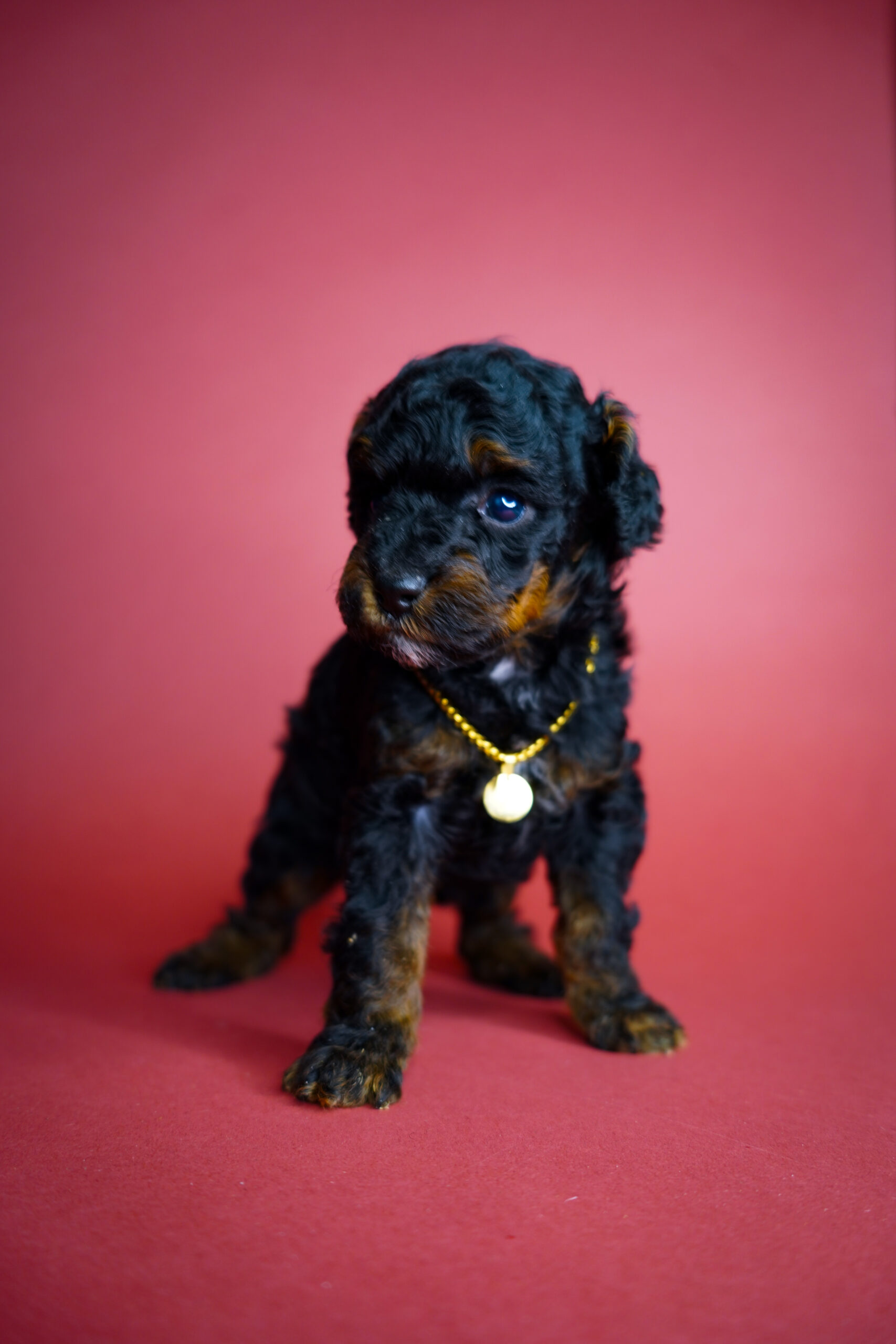 3965D9E1-217F-4BD9-82F8-F0DDB8704FAC