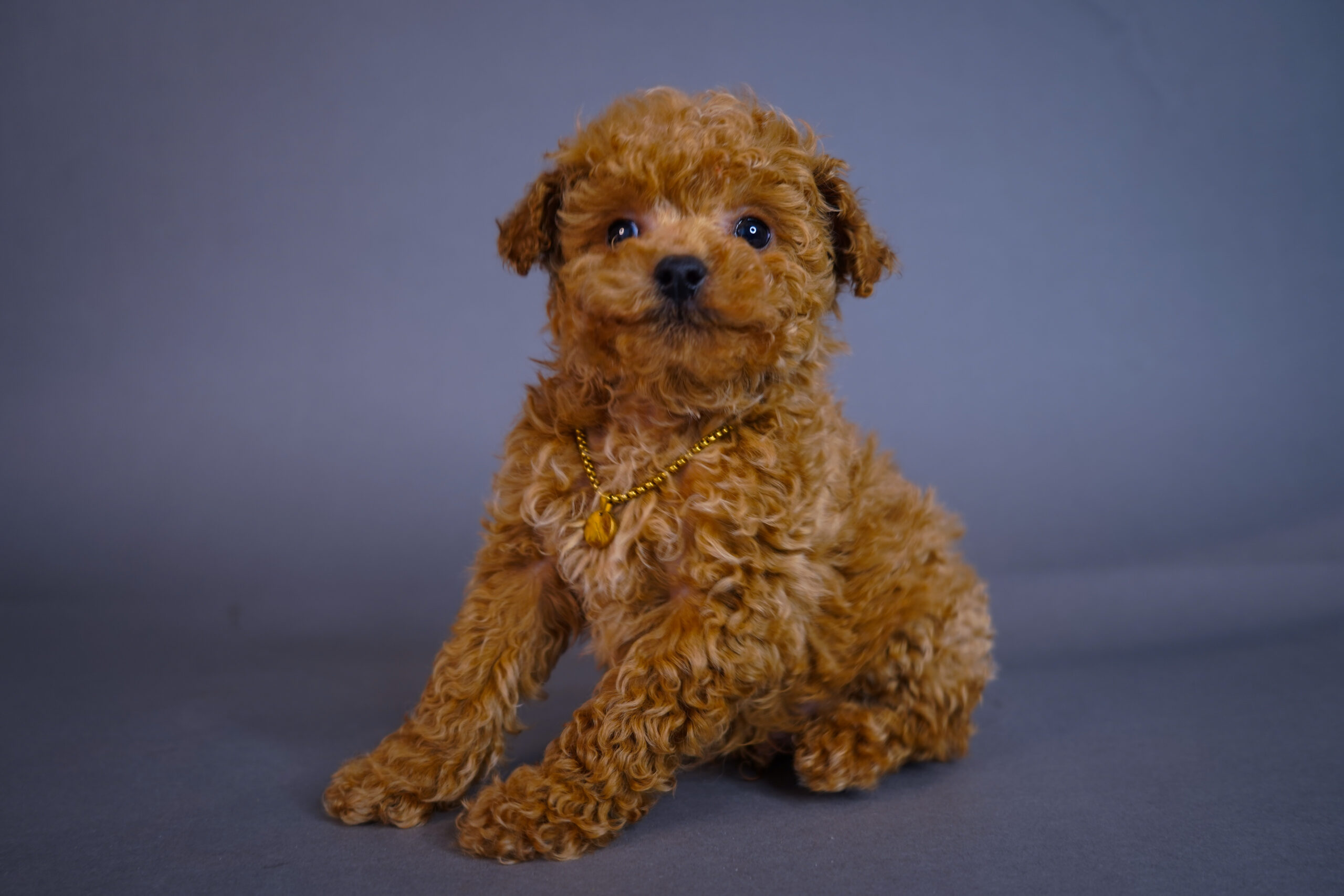 677A55B1-AA50-47B9-AF40-CE2104DB3BA1