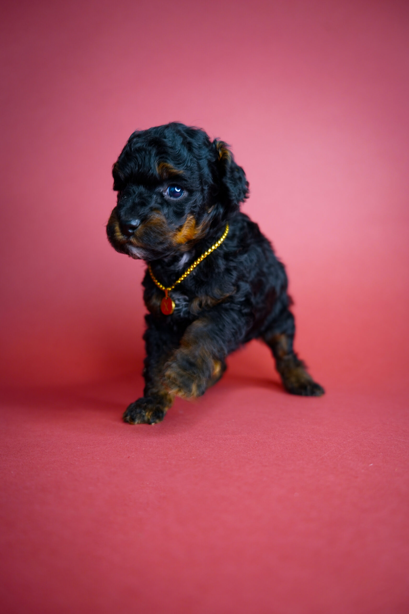 91BE9433-9E01-4C55-8007-9C1CCAC8D62F