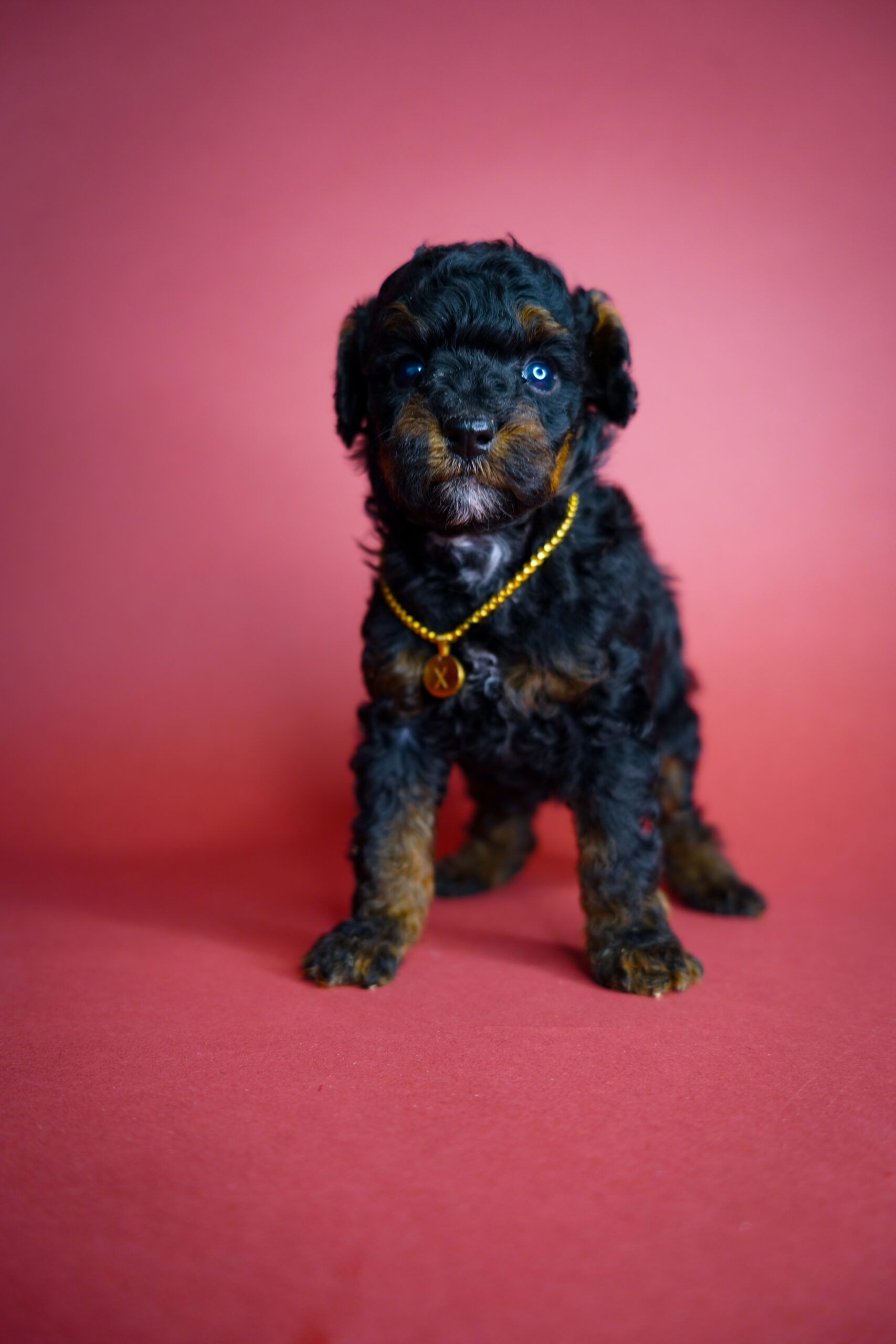 E1062F36-9B2D-42FB-B556-1B0E58DB6F13