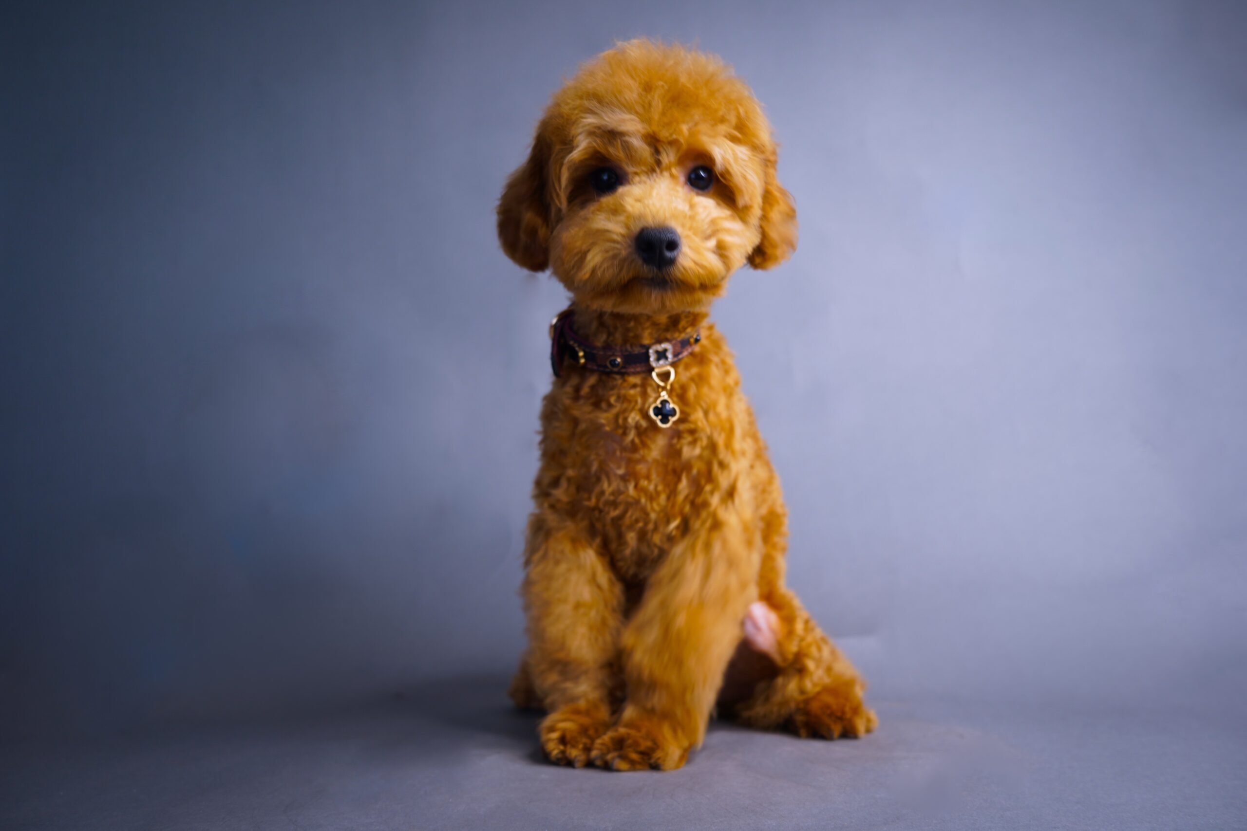 1E4596D6-0DDB-488B-A44A-3E604640CB82