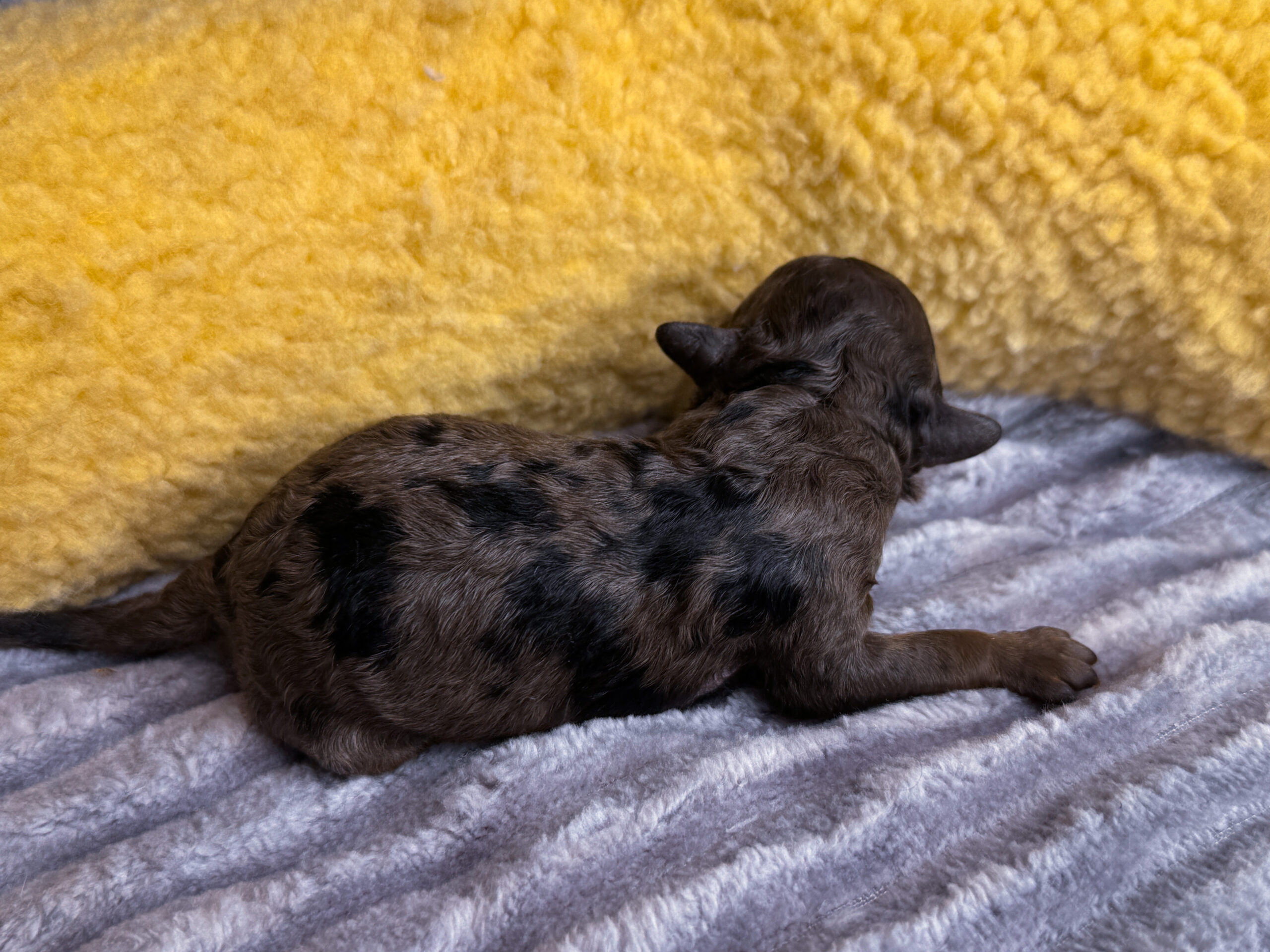 C099D06B-5753-4C9D-A447-5BF22D4C2C1F