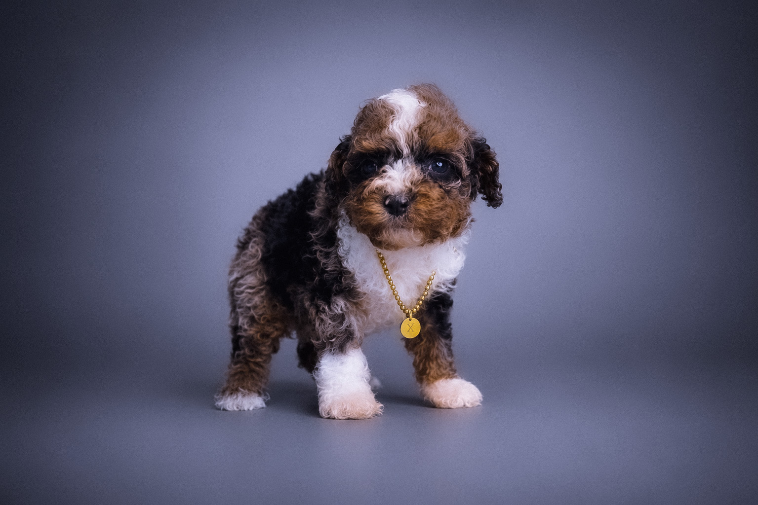 Ozzy, blue merle tuxedo Toy Poodle puppy