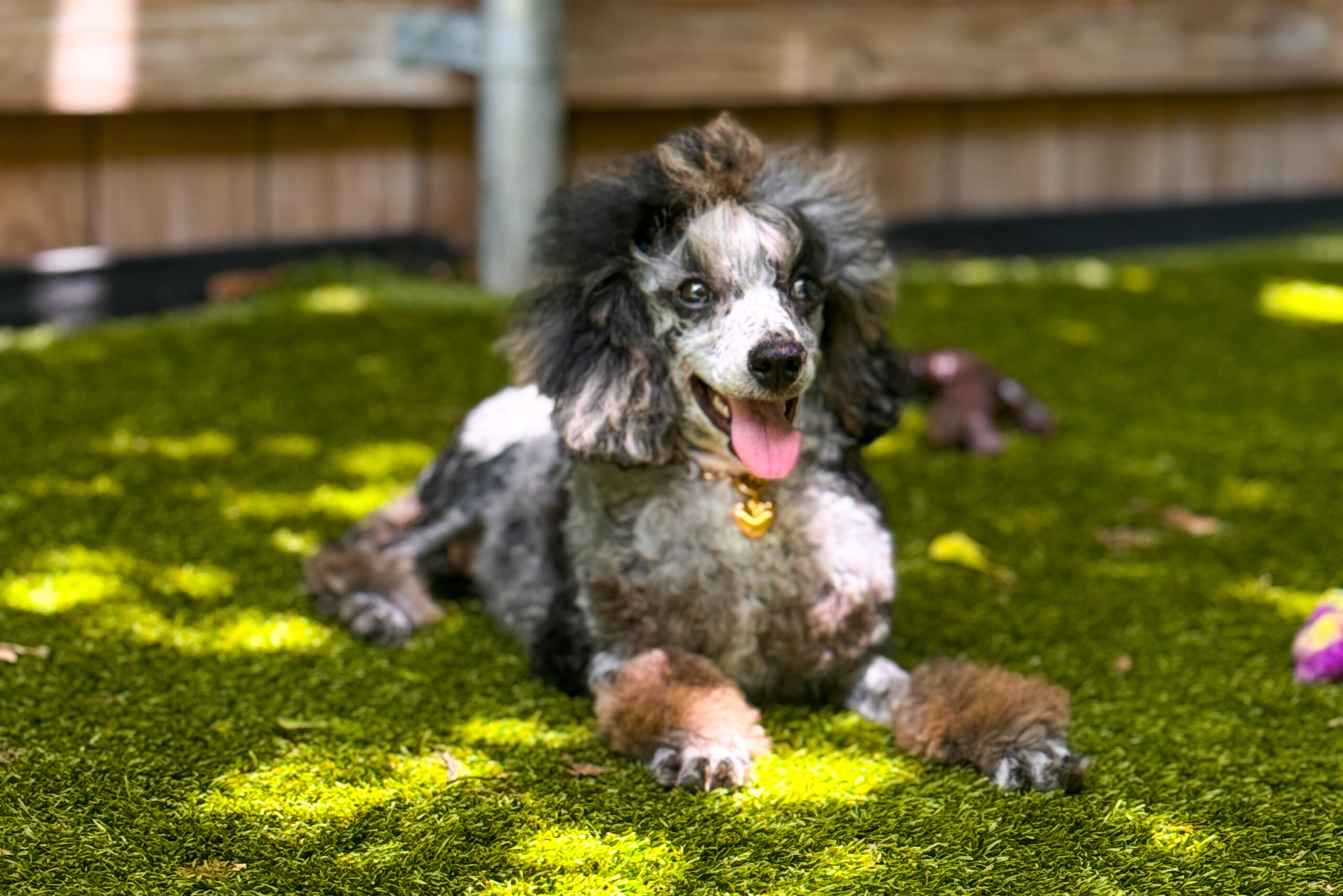 Toy Poodles | X-Designer Breeds