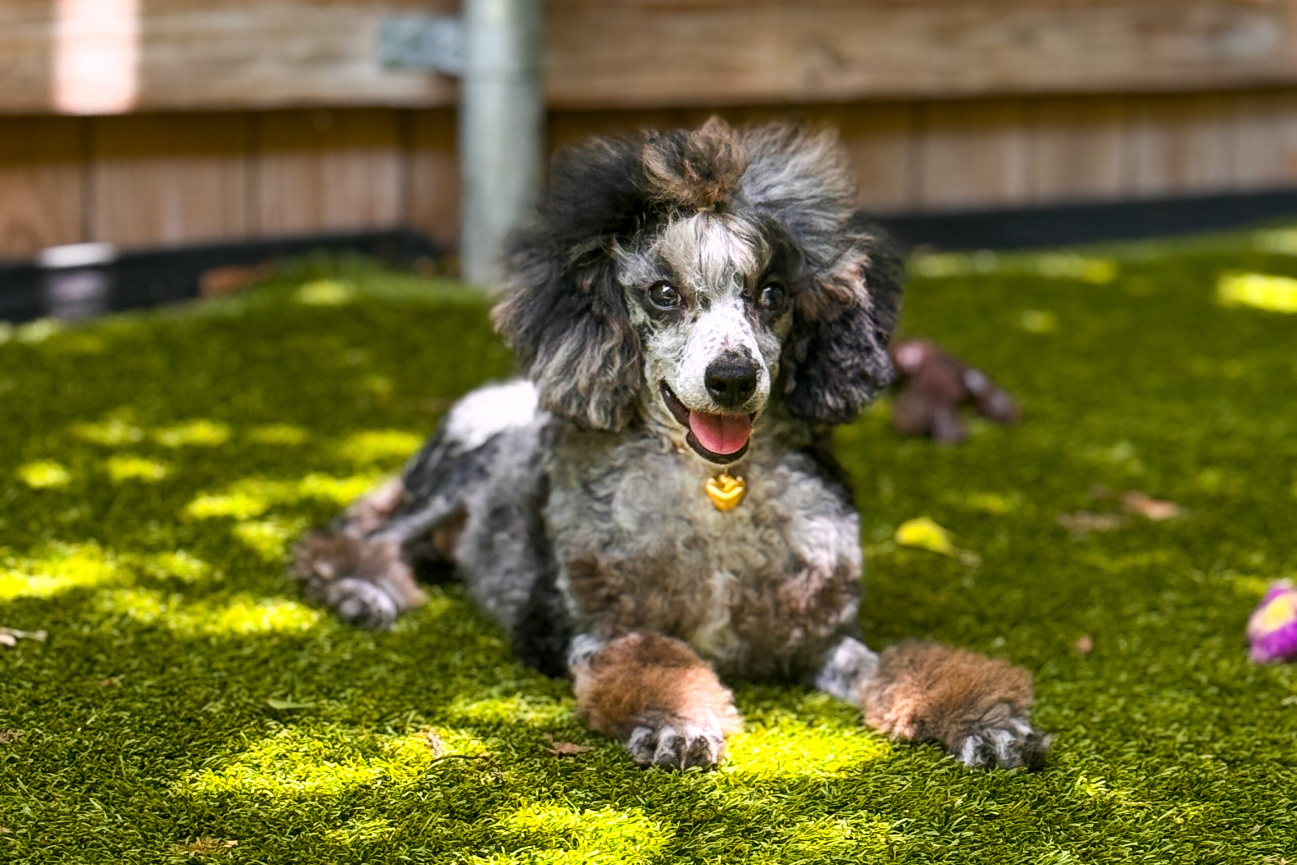 Toy Poodles | X-Designer Breeds