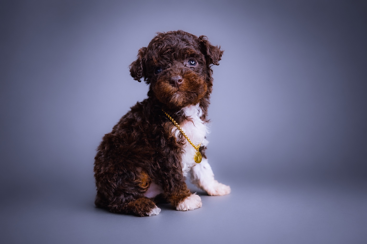 Diesel, brown phantom tuxedo Toy Poodle puppy