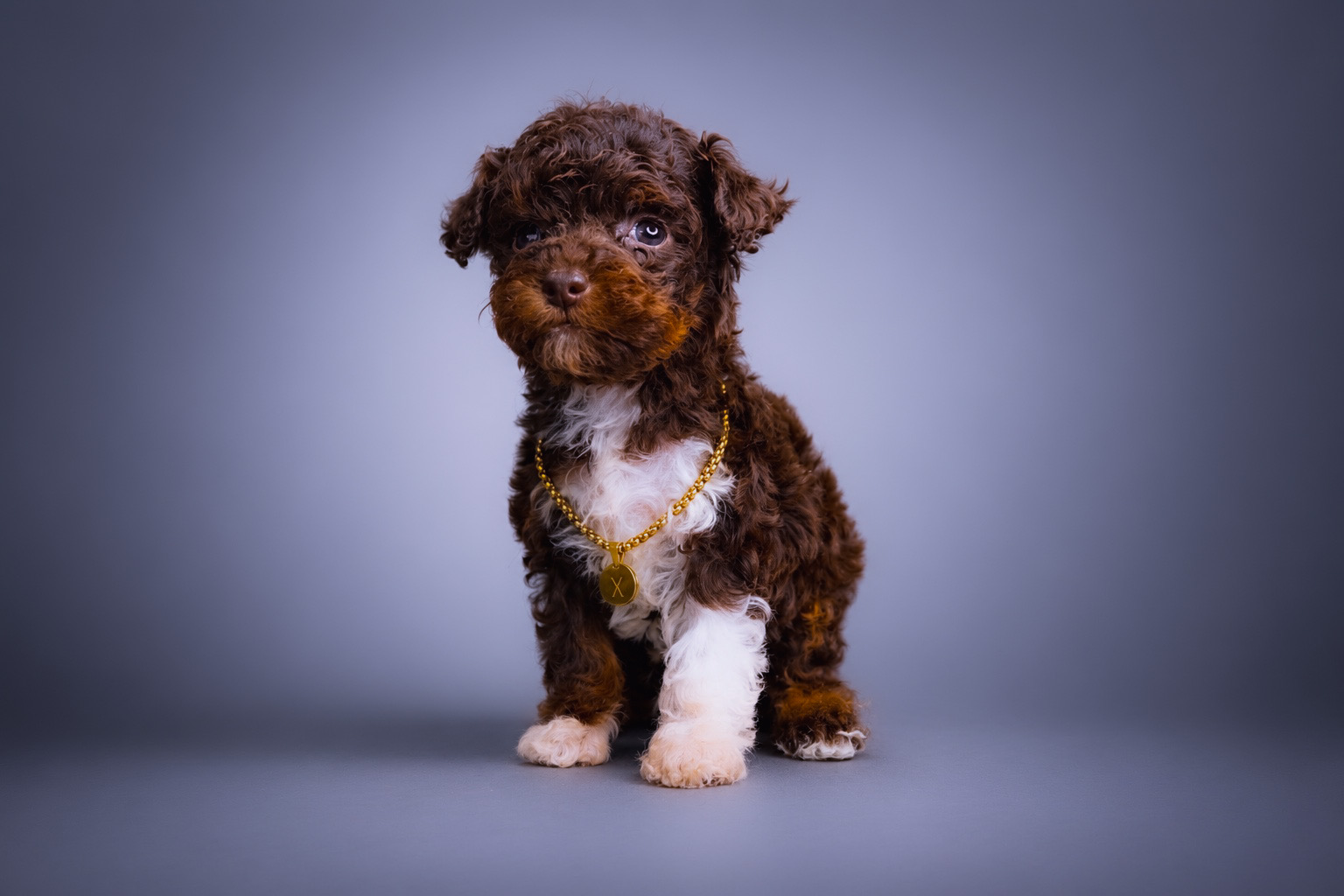Diesel, brown phantom tuxedo Toy Poodle puppy