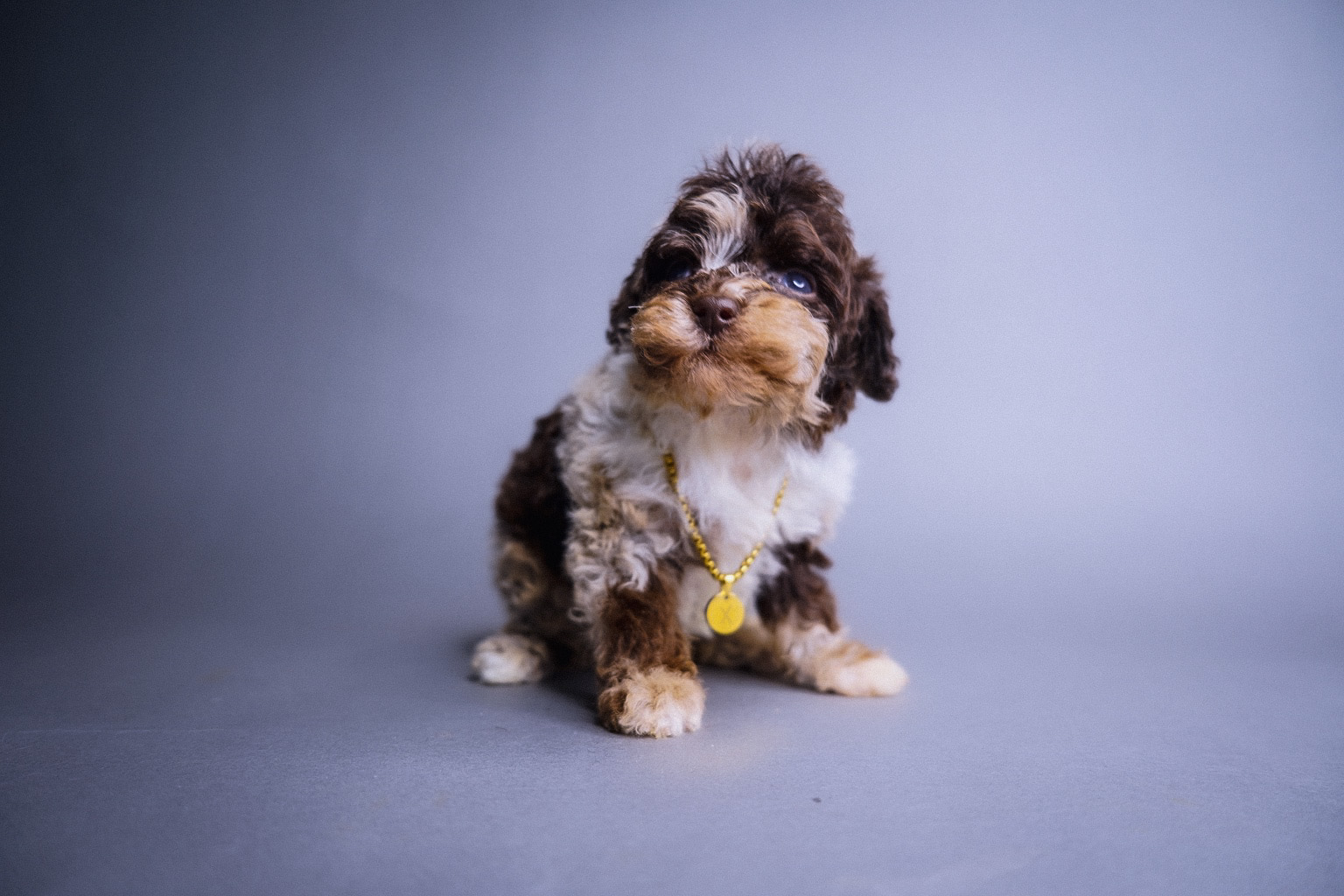 Luna, brown merle tuxedo Toy Poodle puppy