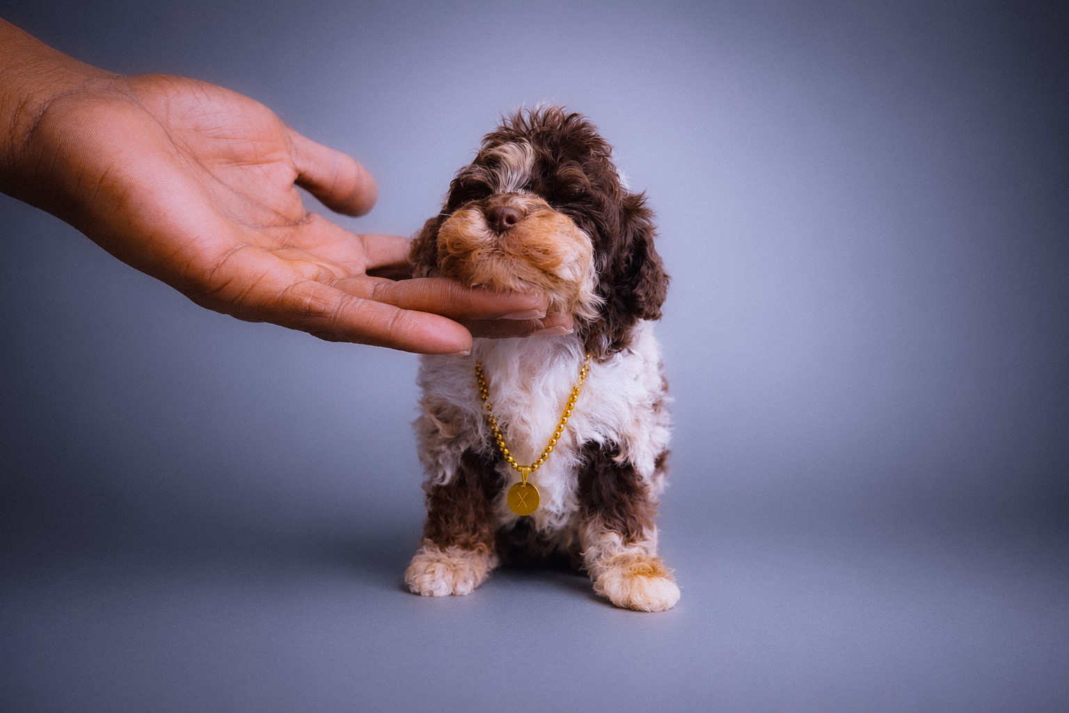 Luna, brown merle tuxedo Toy Poodle puppy