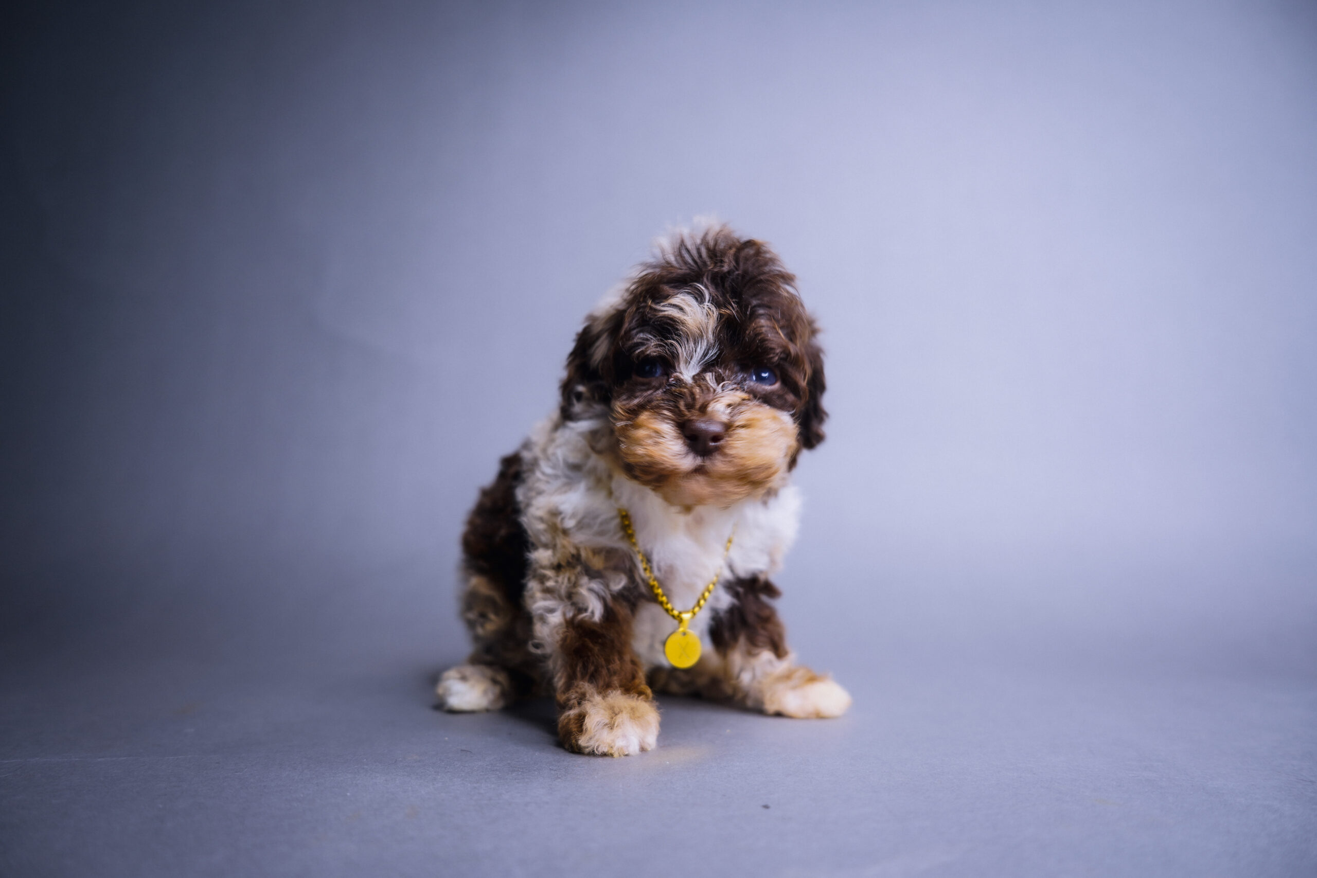 Luna, brown merle tuxedo Toy Poodle puppy
