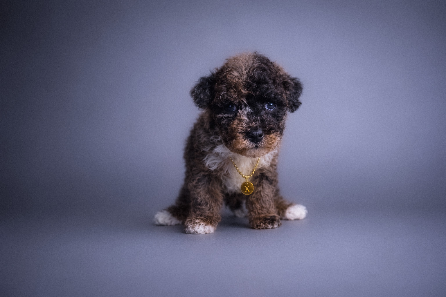Shadow, blue merle abstract Toy Poodle puppy