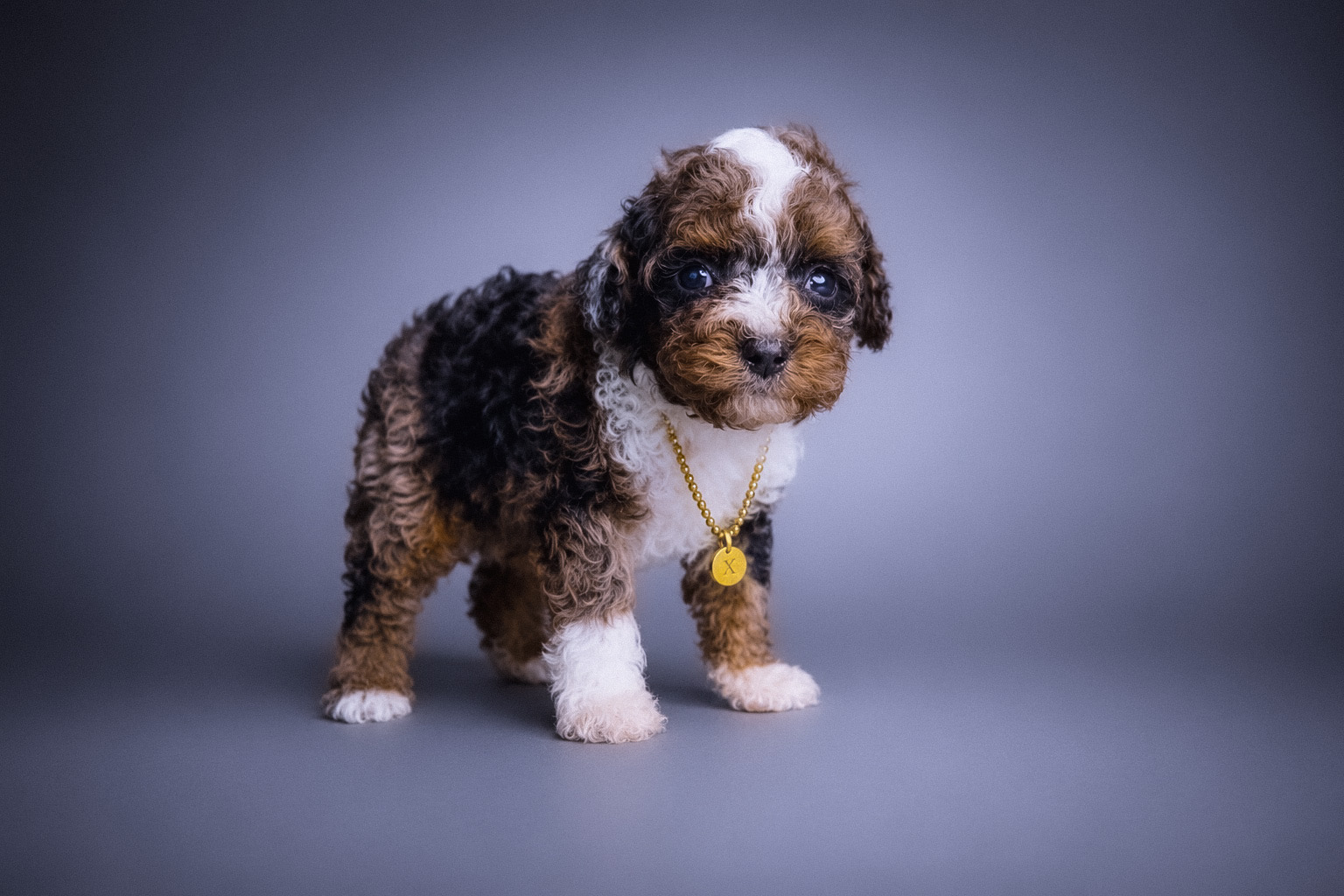 Ozzy, blue merle tuxedo Toy Poodle puppy