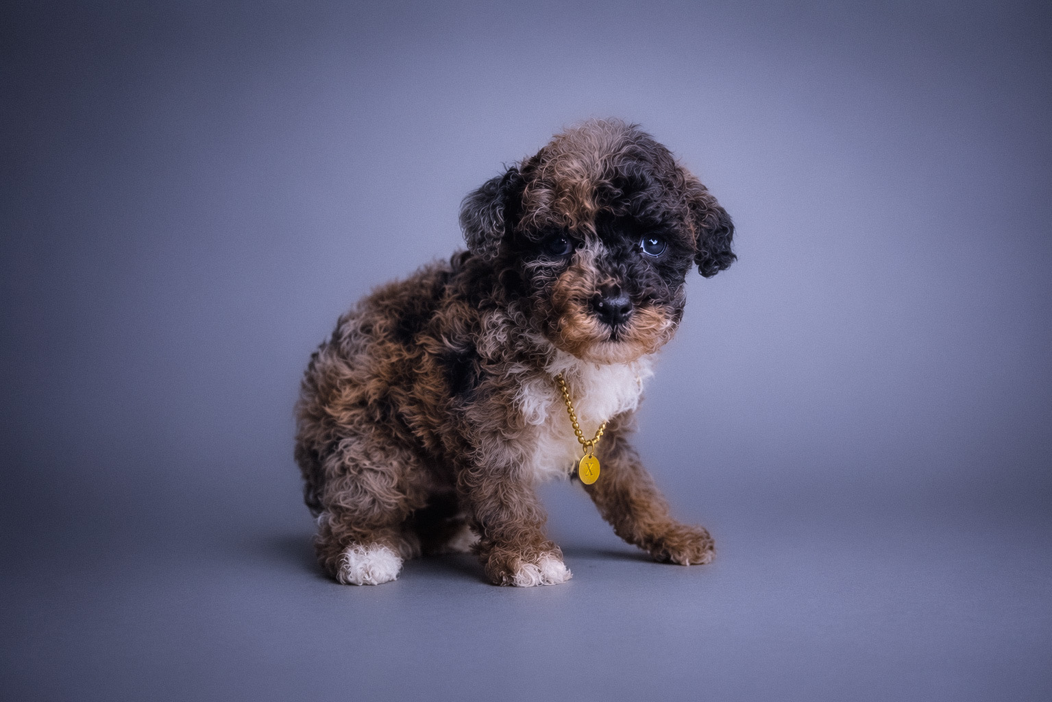 Shadow, blue merle abstract Toy Poodle puppy