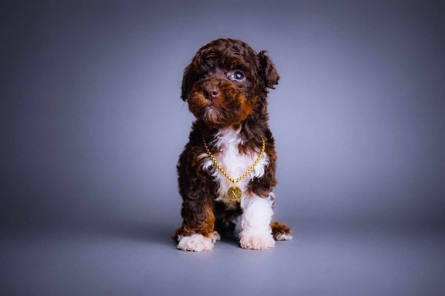 Diesel, brown phantom tuxedo Toy Poodle puppy