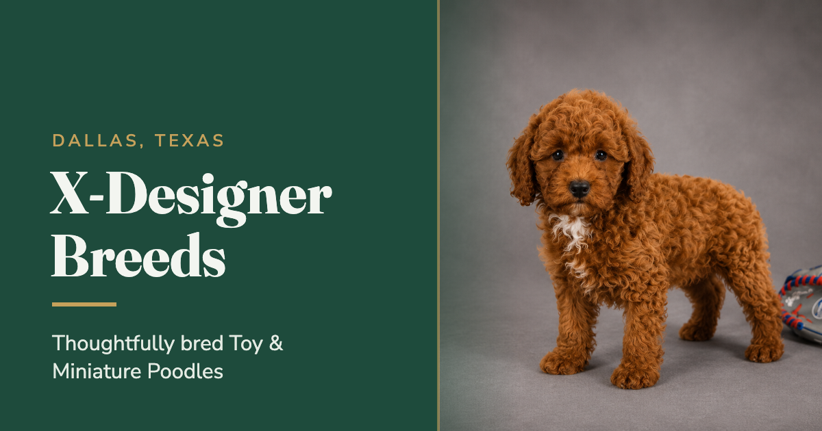 X-Designer Breeds | Toy & Miniature Poodles