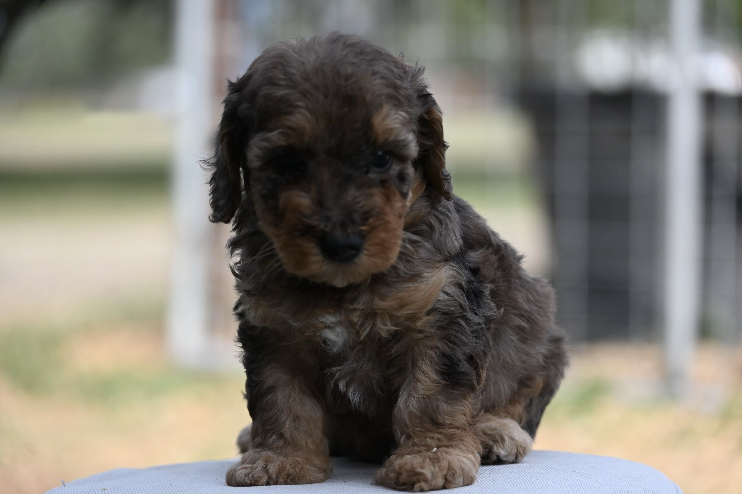 Bruno - Miniature Poodle puppy