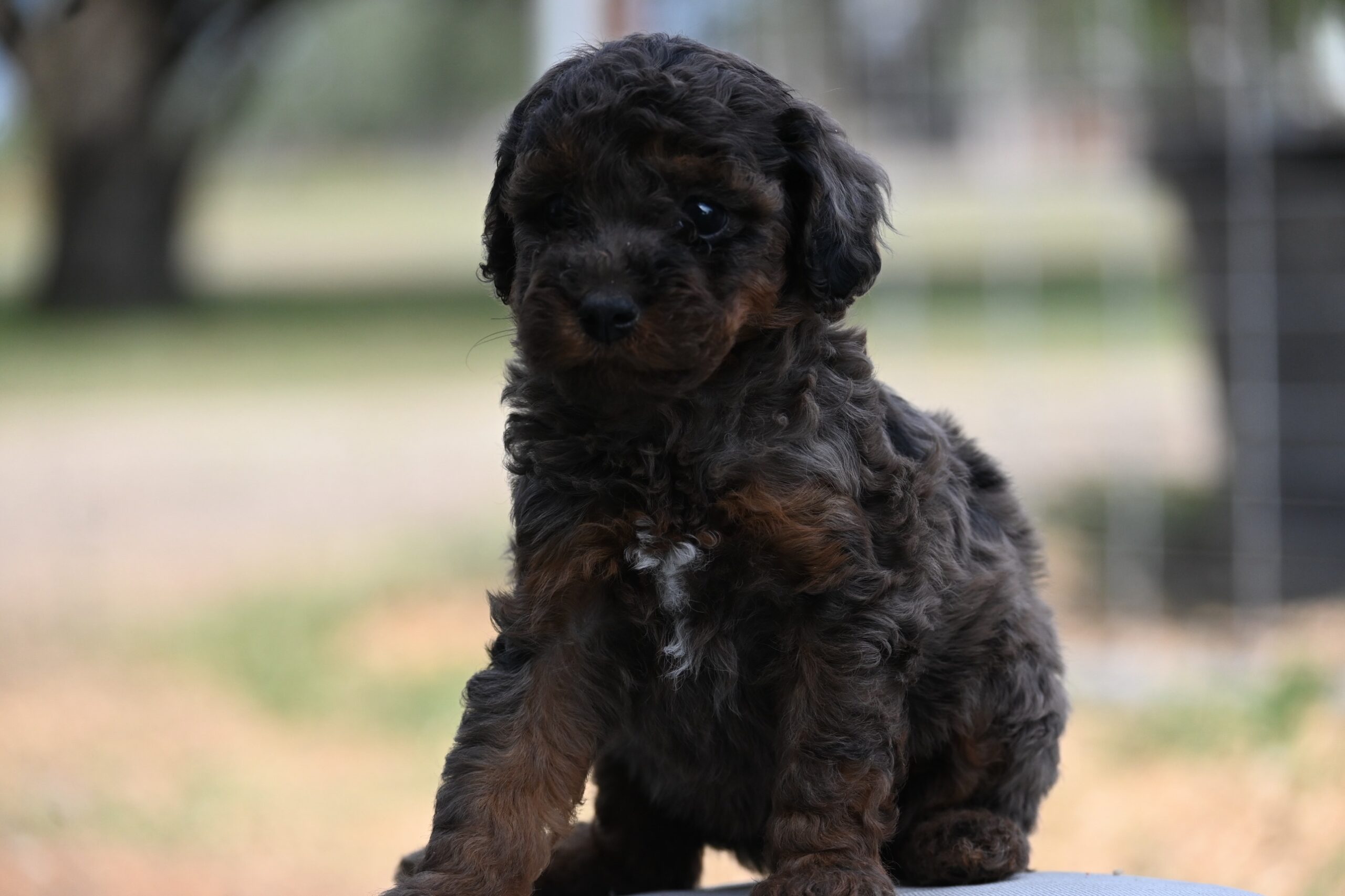 Willow - Miniature Poodle puppy