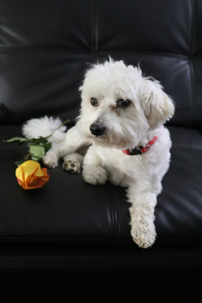 Zaire the Maltese resting with a yellow rose