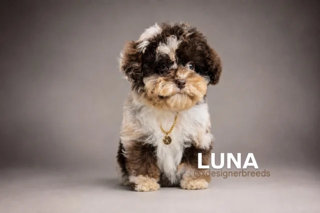 Luna, a brown-based harlequin merle Toy Poodle raised by X-Designer Breeds